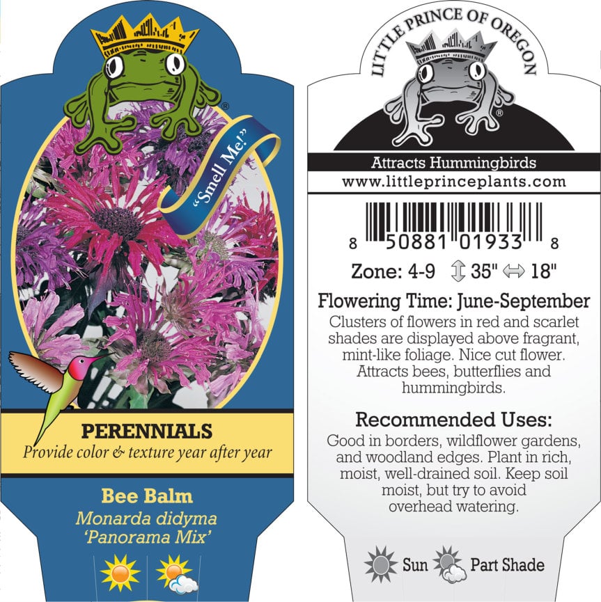 Monarda didyma 'Panorama Mix' - Bee Balm (4" Pot) - Image 10