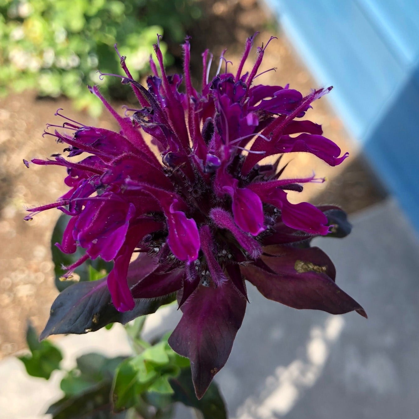 Monarda didyma 'Panorama Mix' - Bee Balm (4" Pot) - Image 6