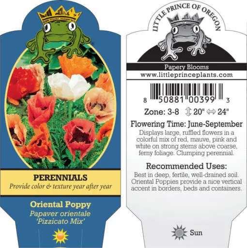 Papaver orientale 'Pizzicato Mix' - Oriental Poppy (4