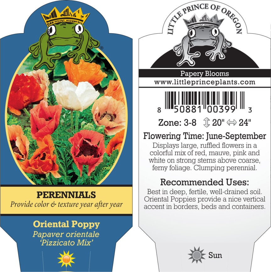 Papaver orientale 'Pizzicato Mix' - Oriental Poppy (4