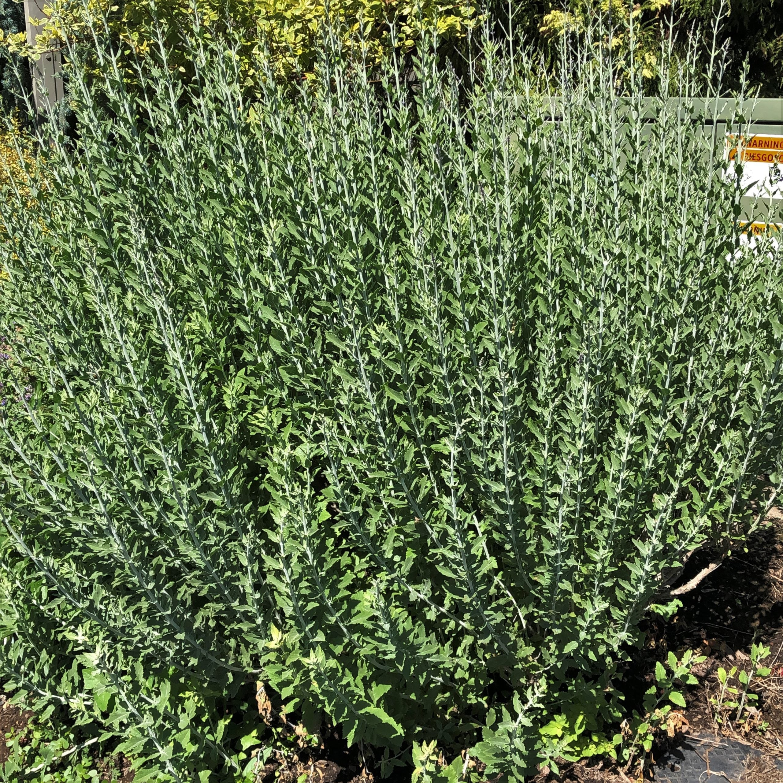 Perovskia atriplicifolia 'Blue Steel' - Russian Sage (4" Pot) - Image 2