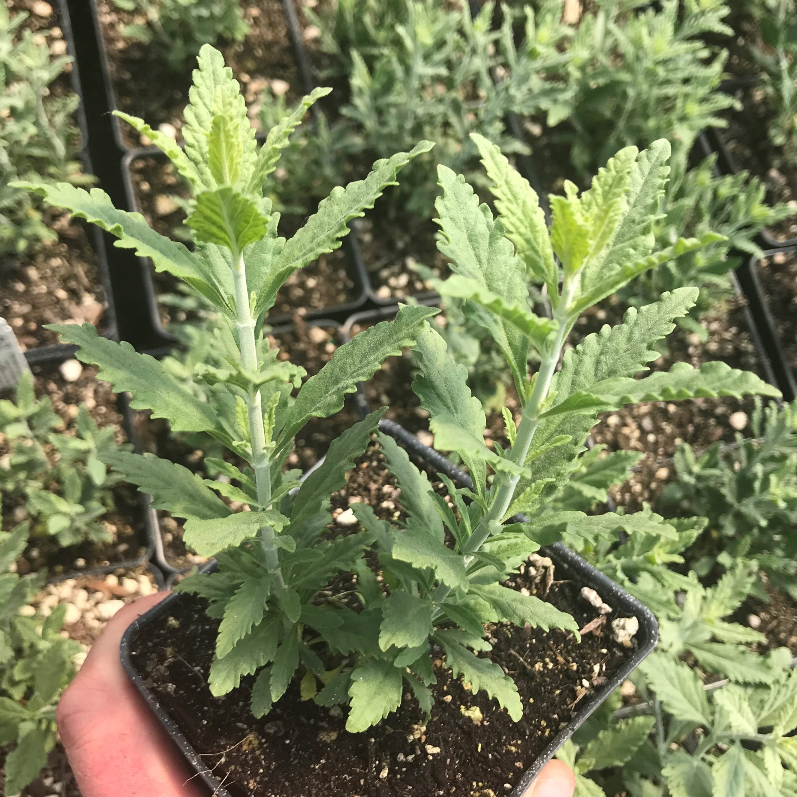 Perovskia atriplicifolia 'Blue Steel' - Russian Sage (4" Pot) - Image 3