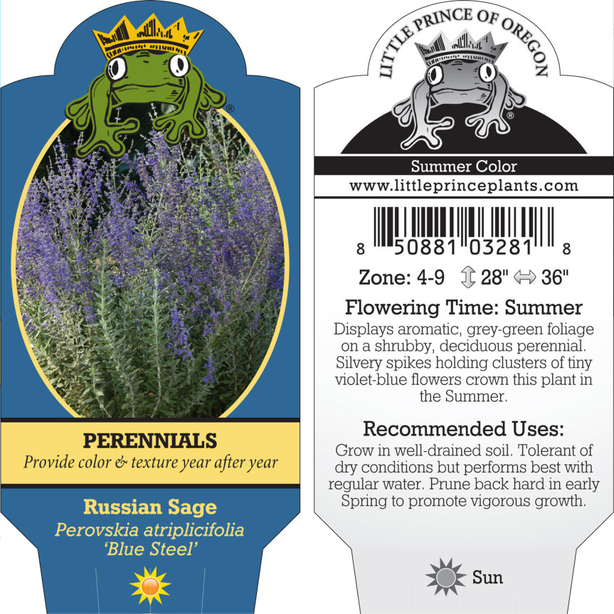 Perovskia atriplicifolia 'Blue Steel' - Russian Sage (4" Pot)
