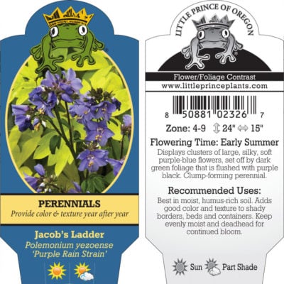 Polemonium yezoense 'Purple Rain Strain' - Jacob's Ladder (4" Pot)