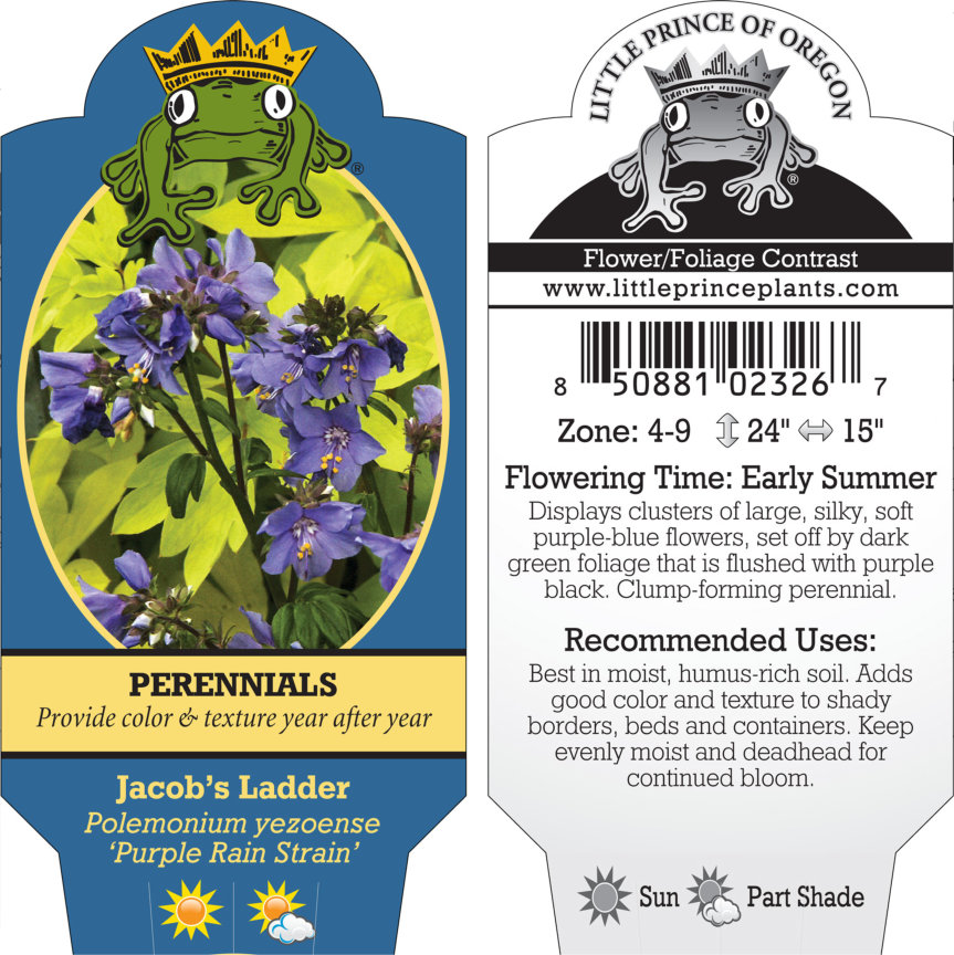 Polemonium yezoense 'Purple Rain Strain' - Jacob's Ladder (4" Pot)