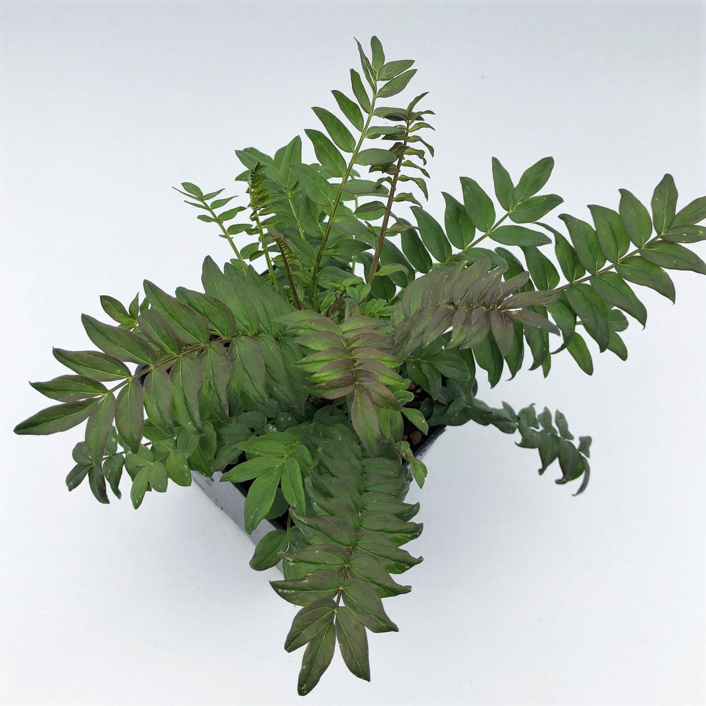 Polemonium yezoense 'Purple Rain Strain' - Jacob's Ladder (4" Pot) - Image 2