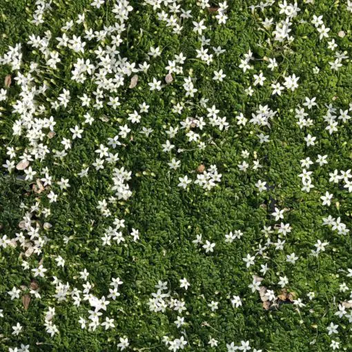 Pratia pedunculata 'Alba' - Super Star Creeper (10