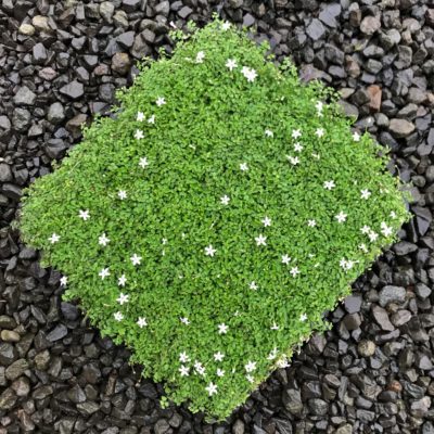 Pratia pedunculata 'Alba' - Super Star Creeper (10" x 10" square)