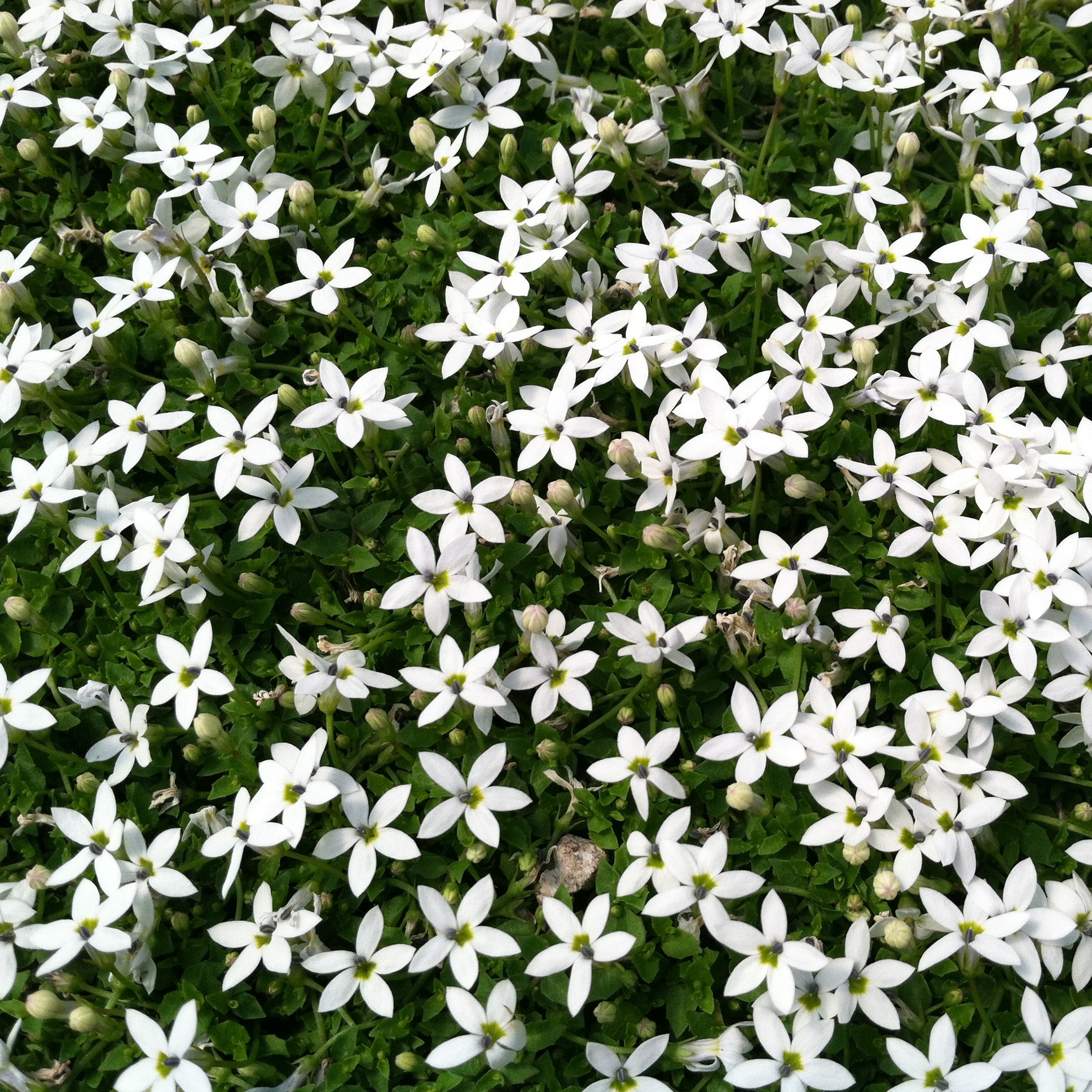 Pratia pedunculata 'Alba' - Super Star Creeper (3.5