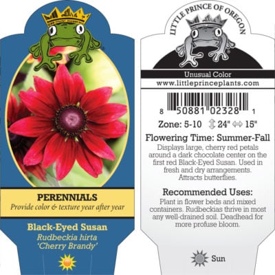 Rudbeckia hirta 'Cherry Brandy' - Black-Eyed Susan (4" Pot)