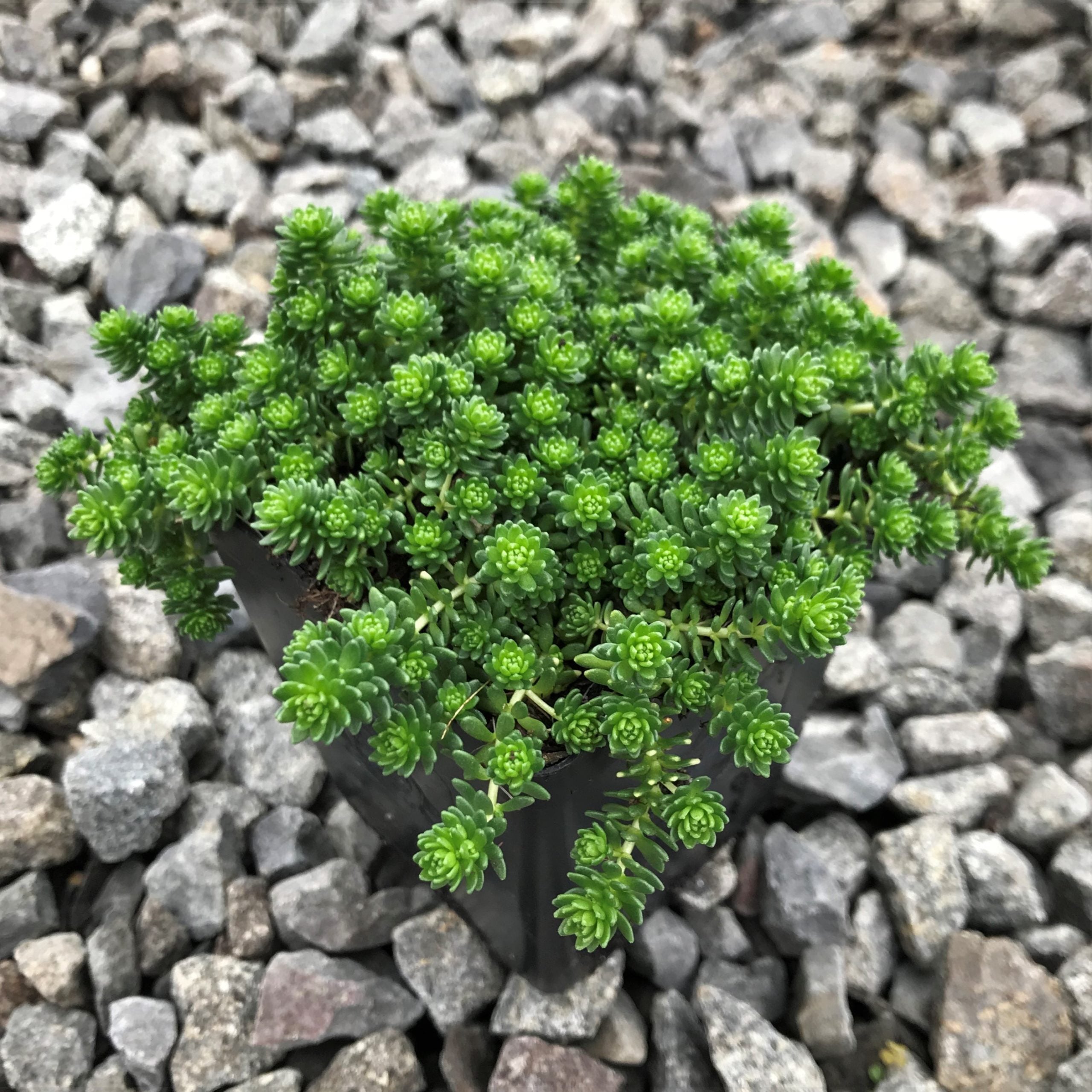 Sedum monregalense - Turkish Balm, Whirlwind Stonecrop (3.5