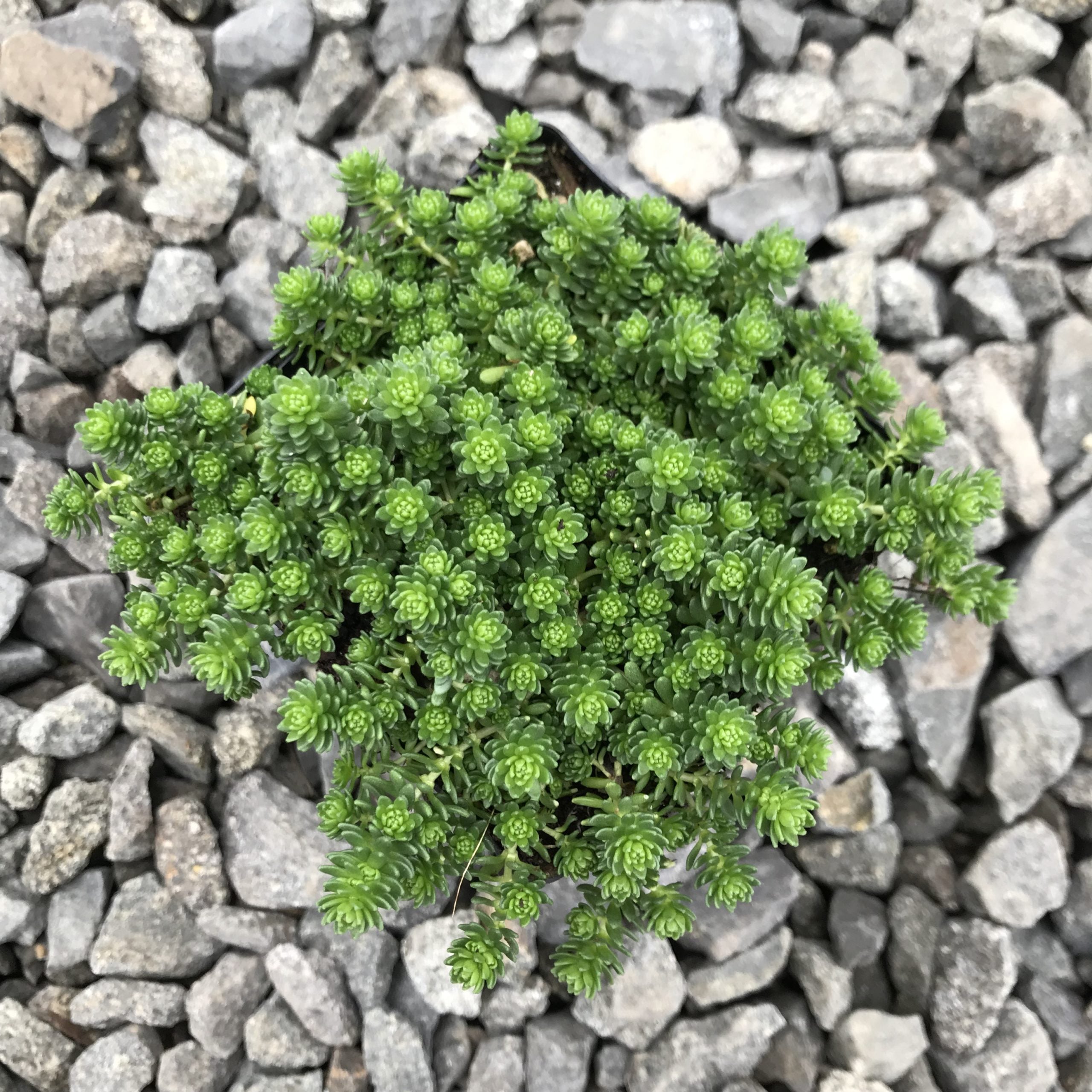 Sedum monregalense - Turkish Balm, Whirlwind Stonecrop (3.5