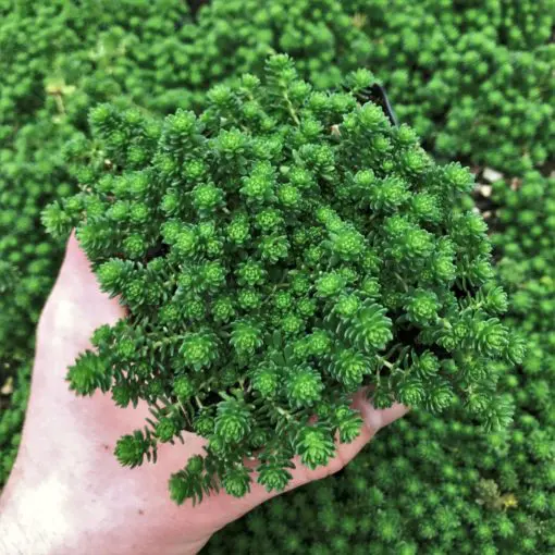 Sedum monregalense - Turkish Balm, Whirlwind Stonecrop (3.5