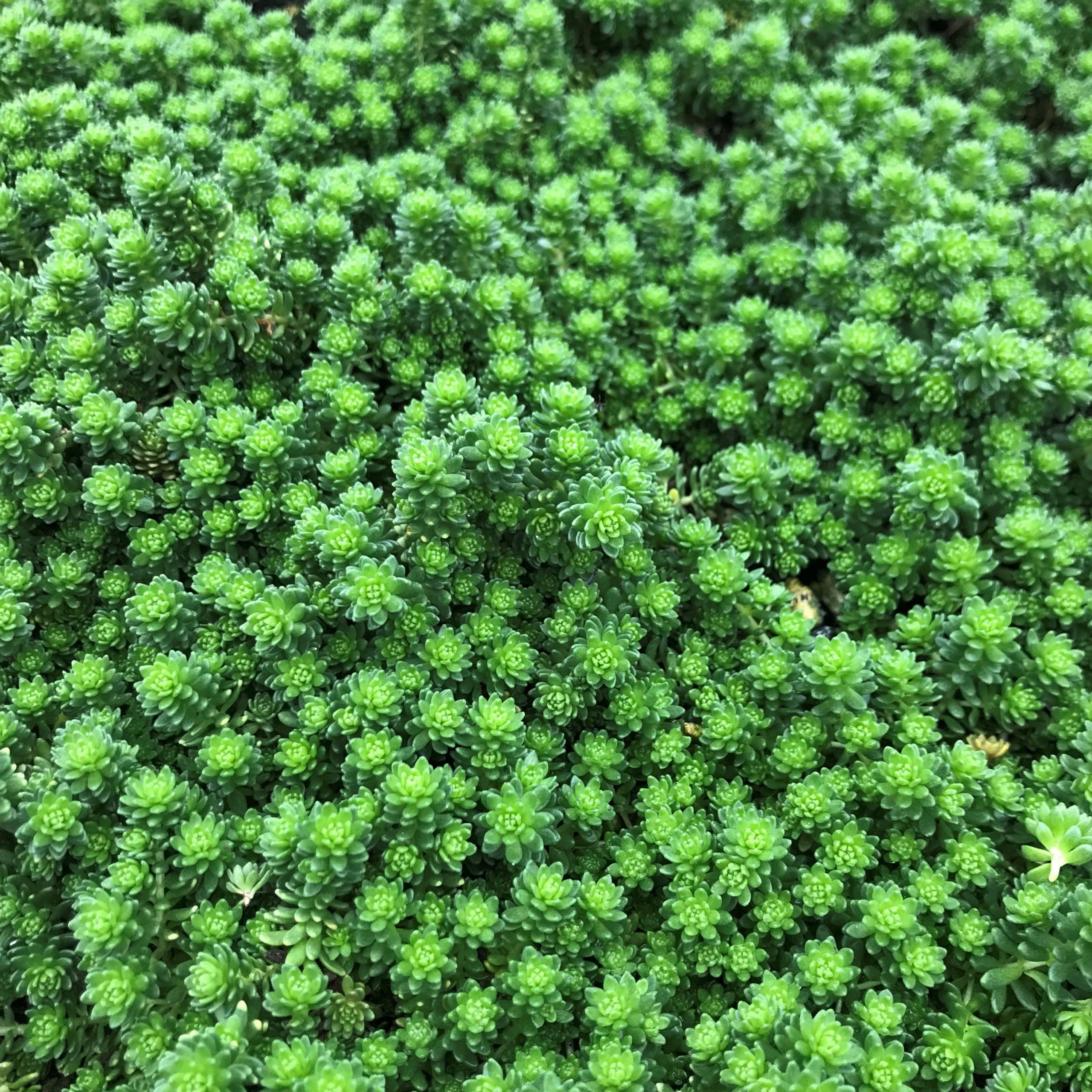 Sedum monregalense - Turkish Balm, Whirlwind Stonecrop (3.5