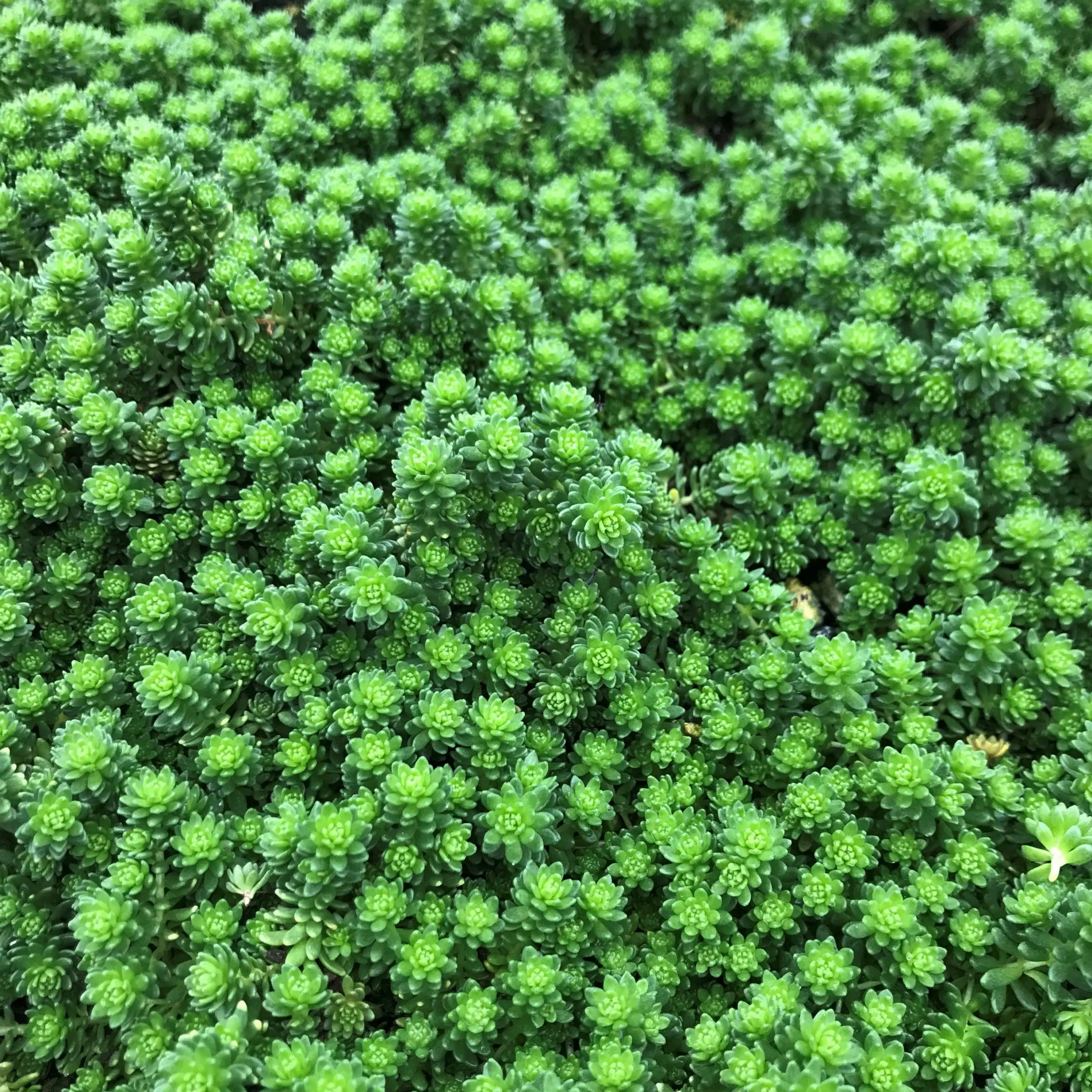 Sedum monregalense - Turkish Balm, Whirlwind Stonecrop (3.5