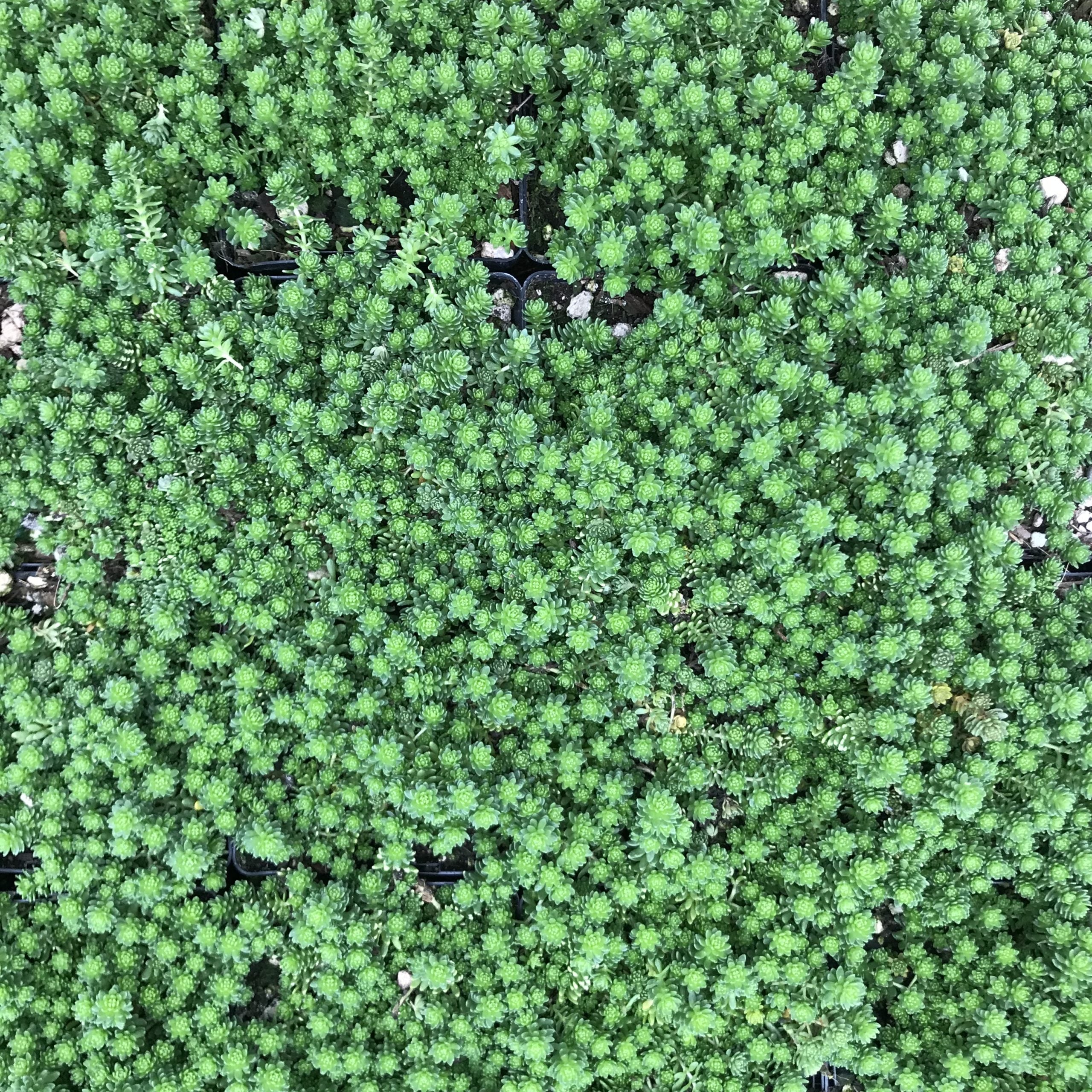 Sedum-monregalense-Turkish-