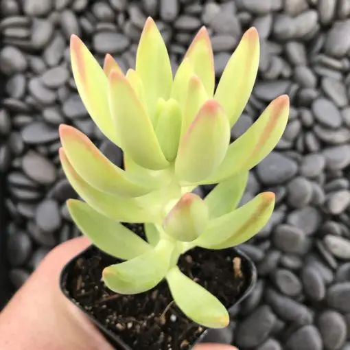 Sedum nussbaumerianum (2" Pot) | Little Prince of Oregon Nursery