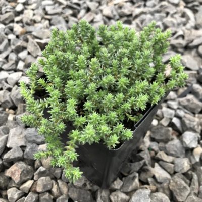 Sedum urvillei - Watchchain Sedum (3.5" Pot)