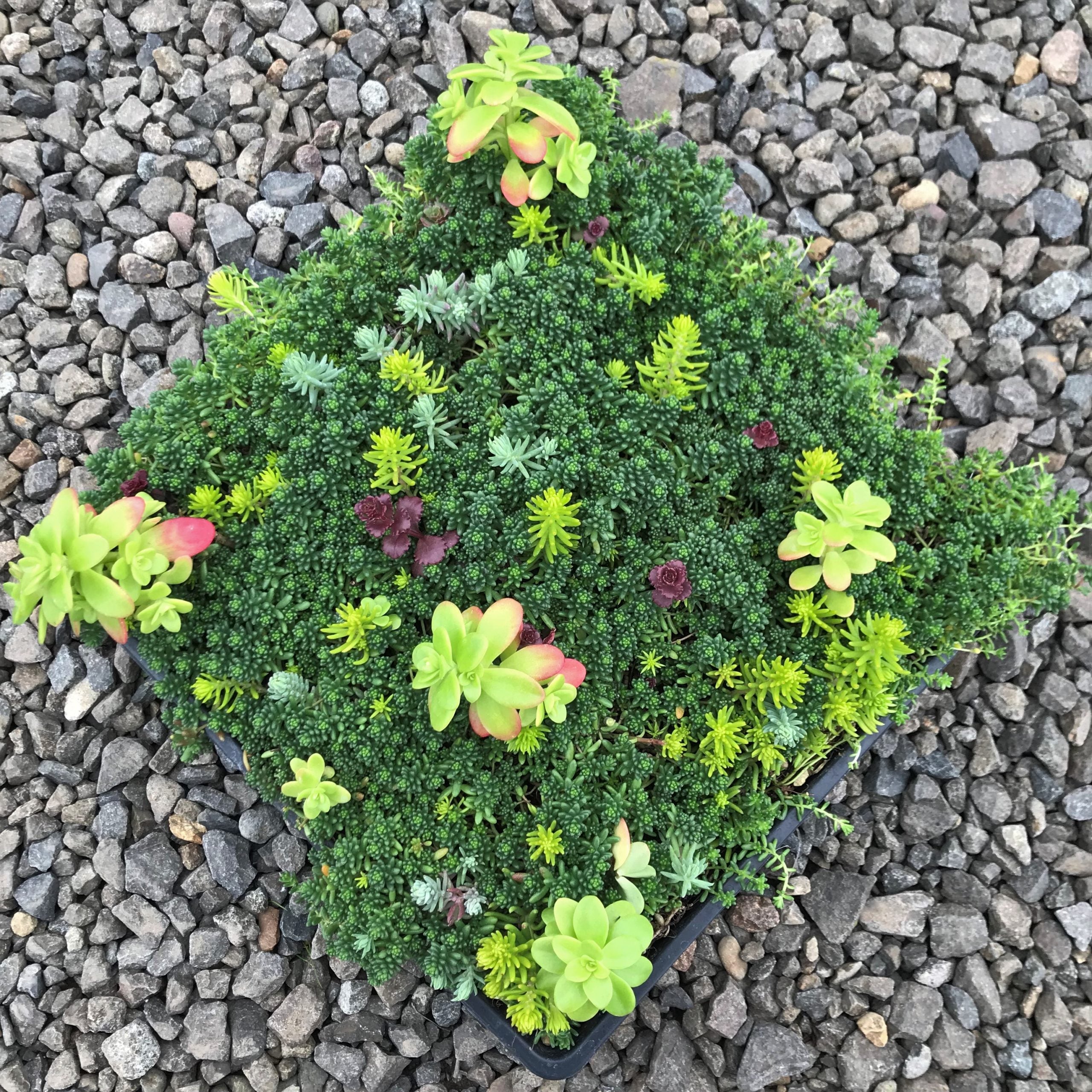 Sedum² Solutions - Mixed Sedums (10" x 10" Square) - Image 2