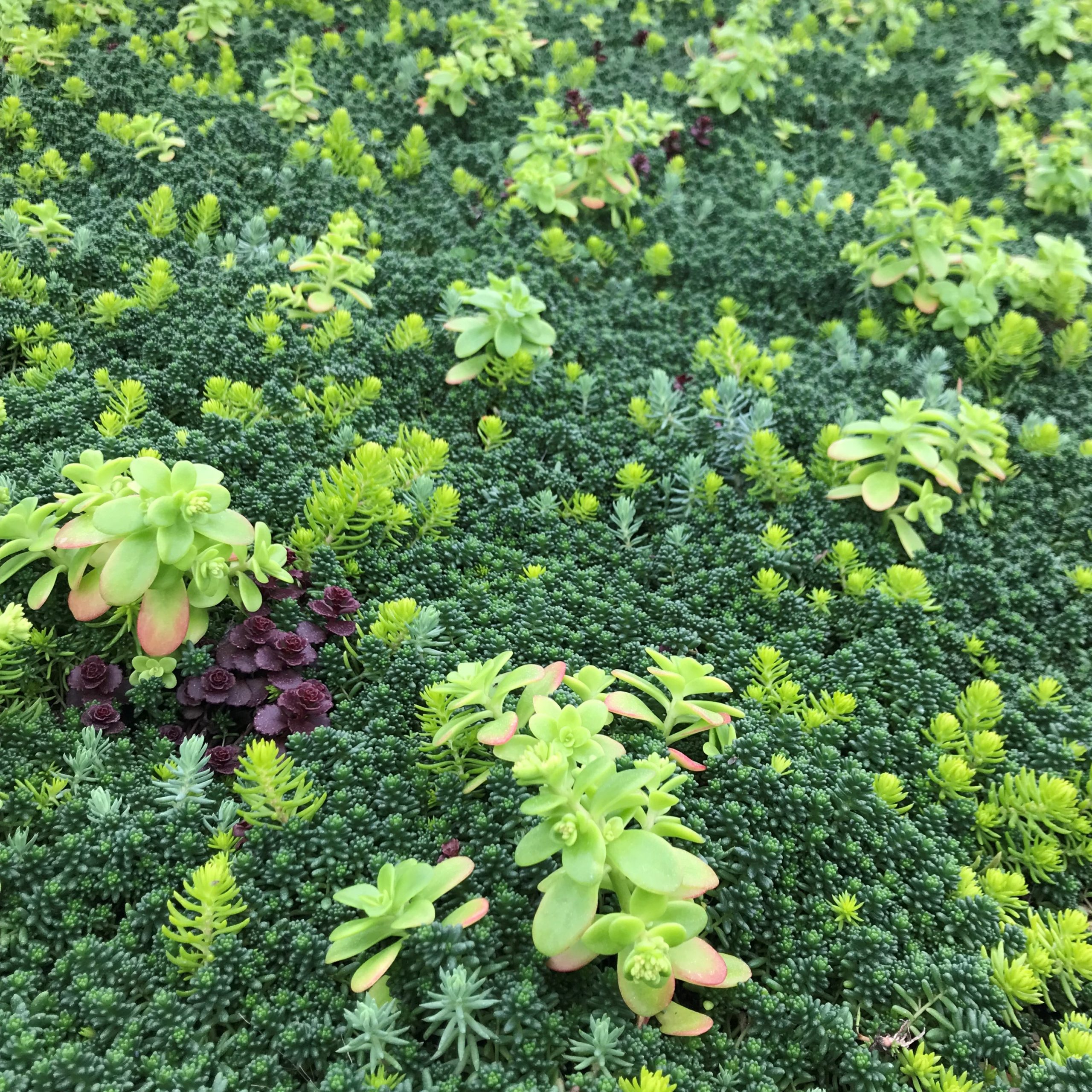 Sedum² Solutions - Mixed Sedums (10" x 10" Square) - Image 3