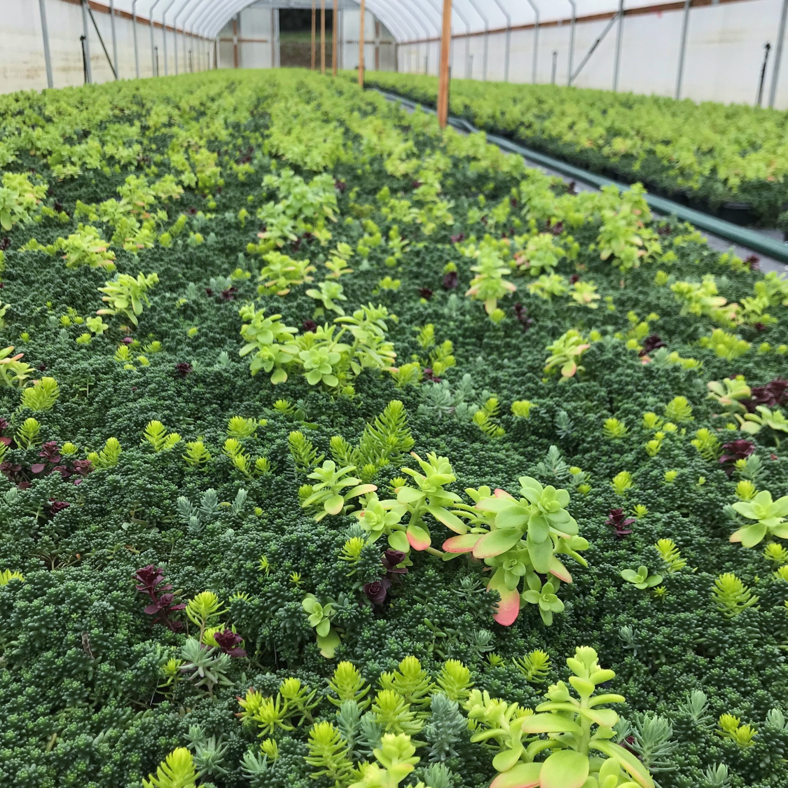 Sedum² Solutions - Mixed Sedums (10" x 10" Square) - Image 4