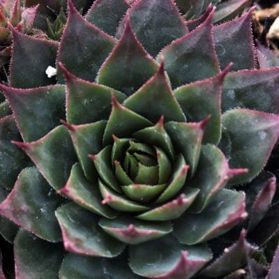 Sempervivum 'Triste' - Hens & Chicks (3.5" Pot)