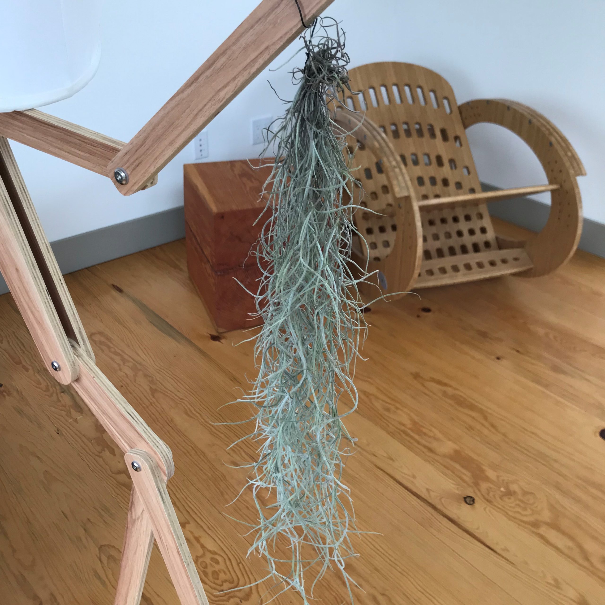 Air Plant - Tillandsia usneoides - Spanish Moss (One Plant)