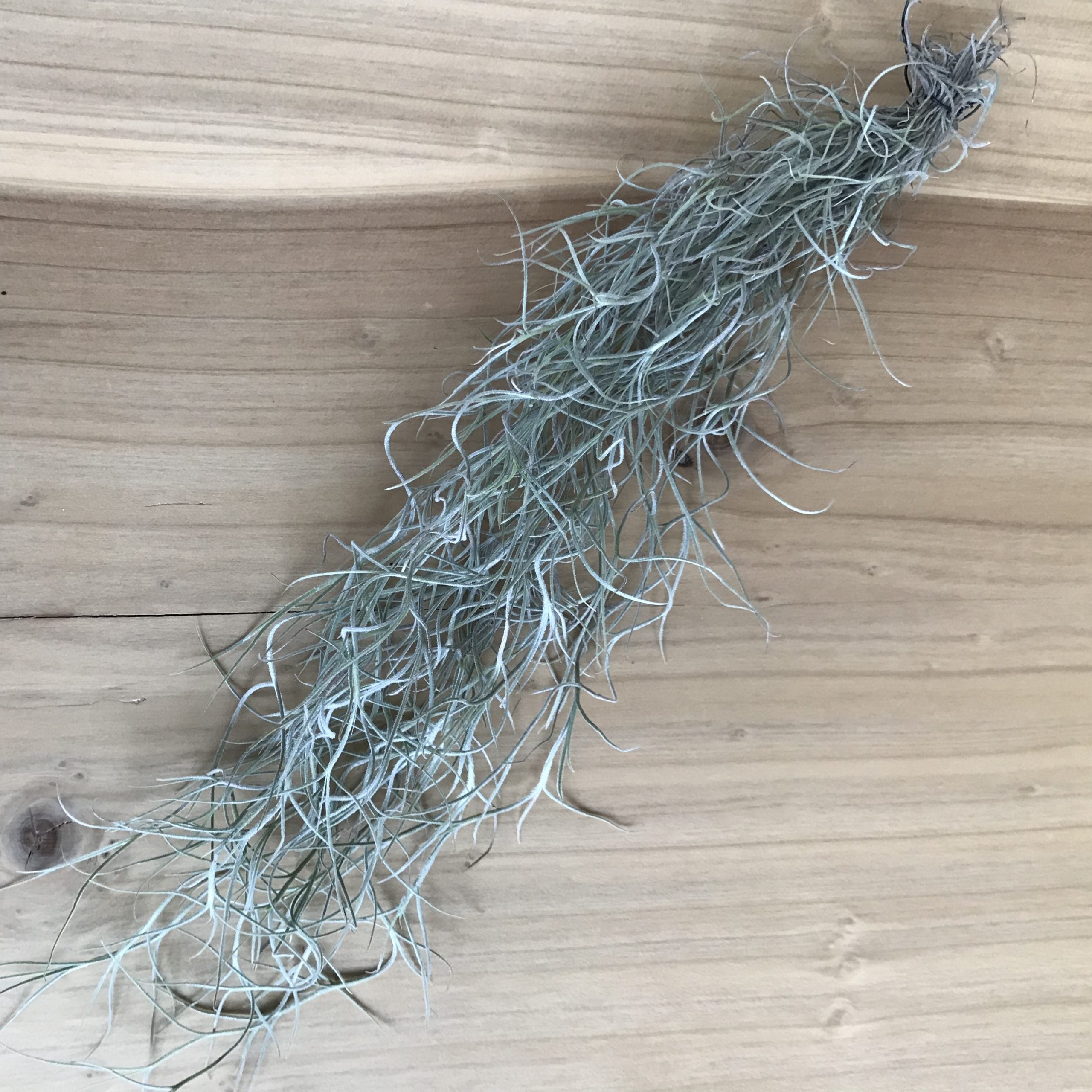 Air Plant - Tillandsia usneoides - Spanish Moss (One Plant) - Image 2