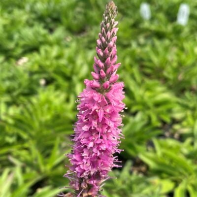 Veronica spicata 'Red Fox' - Spike Speedwell (4" Pot)