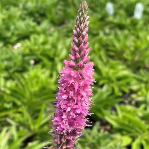 Veronica spicata 'Red Fox' - Spike Speedwell (4