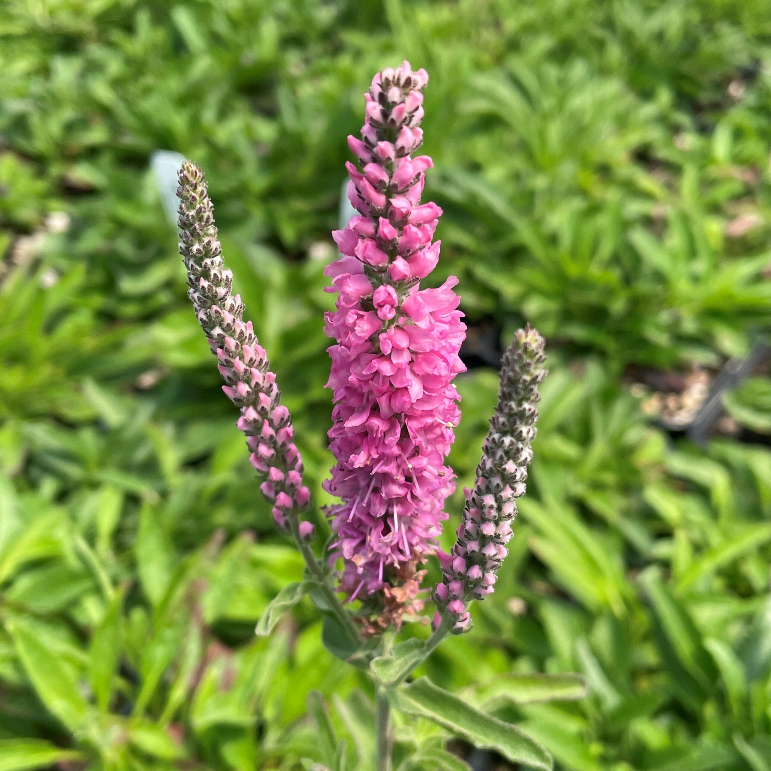 Veronica spicata 'Red Fox' - Spike Speedwell (4