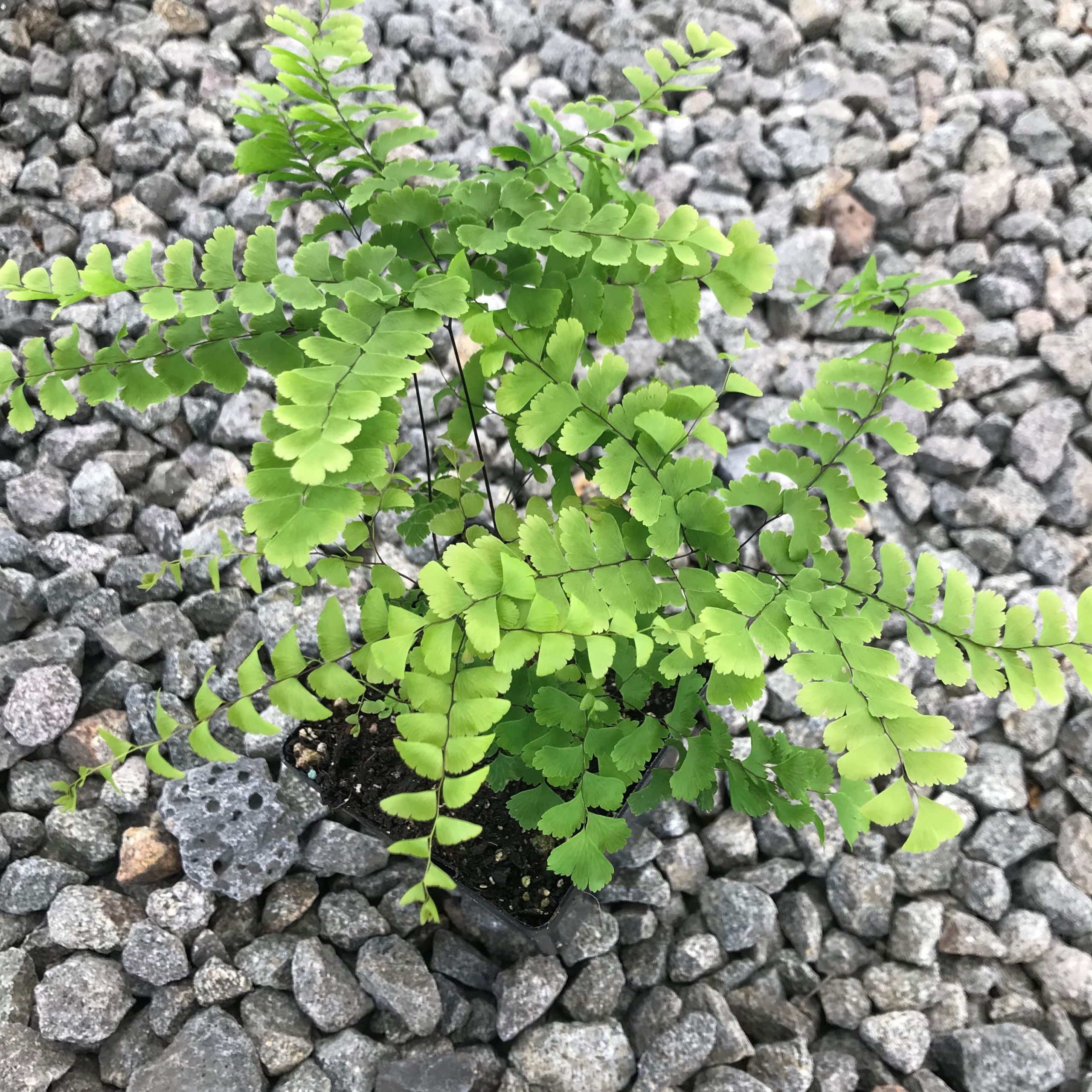 Adiantum pedatum - Maidenhair Fern (3.5" Pot) - Image 3