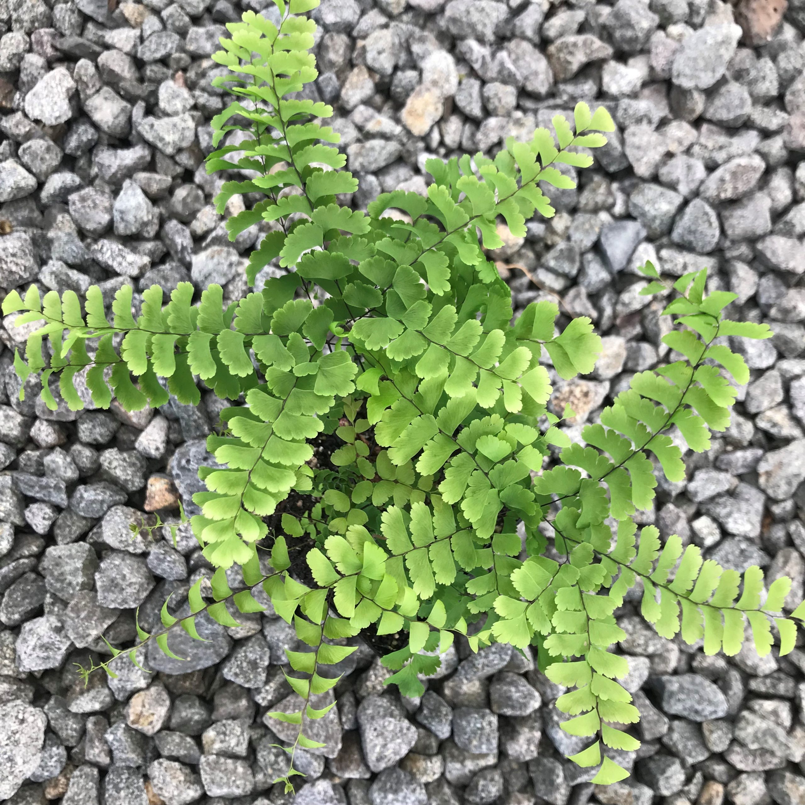 Adiantum pedatum - Maidenhair Fern (3.5" Pot) - Image 2