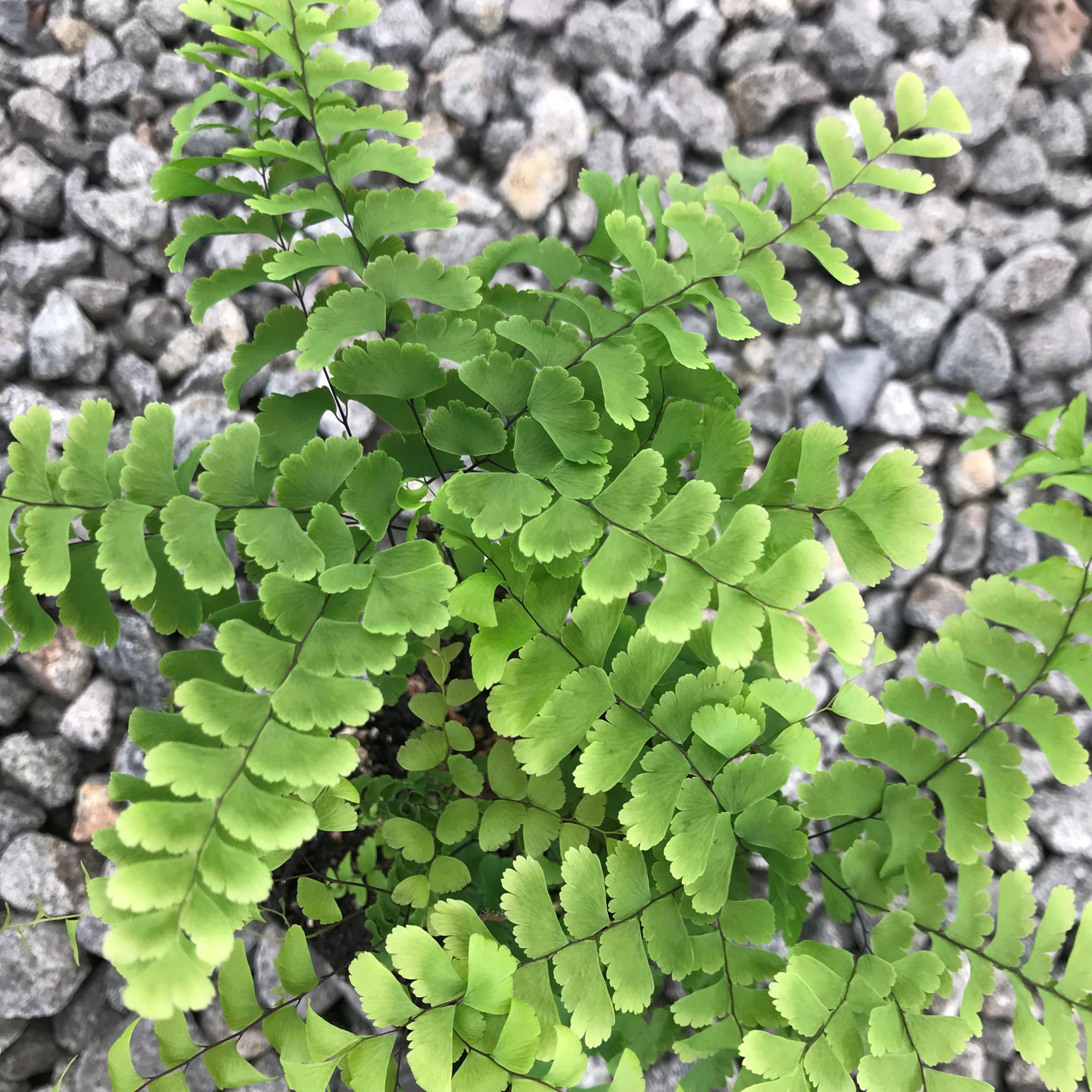 Adiantum pedatum - Maidenhair Fern (3.5" Pot) - Image 4