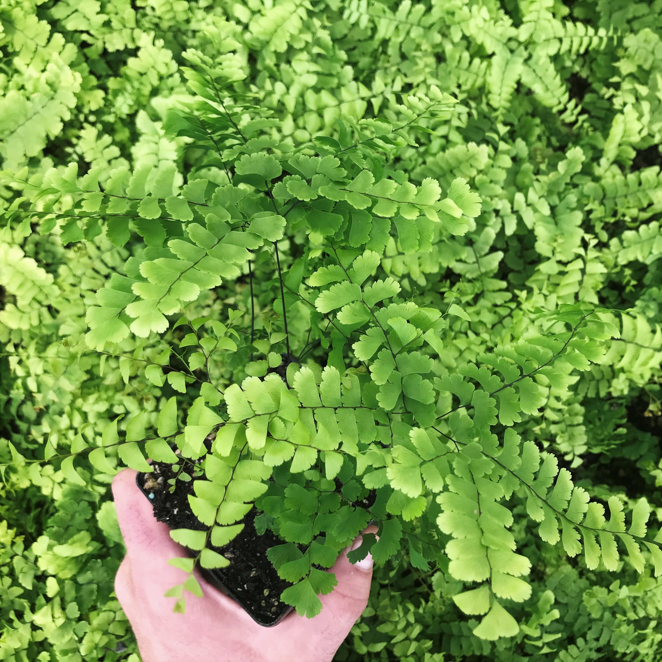 Adiantum pedatum - Maidenhair Fern (3.5" Pot)