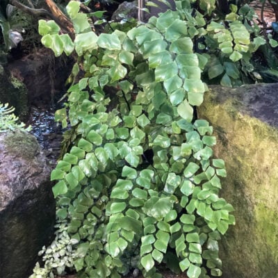 Adiantum peruvianum - Silver Dollar Fern (4.5" Pot)
