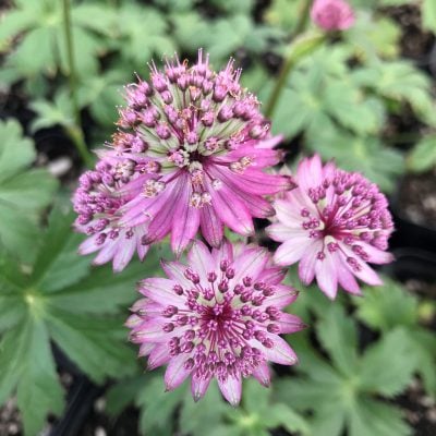 Astrantia major 'Star of Beauty' - Masterwort USPP (4.5" Pot)
