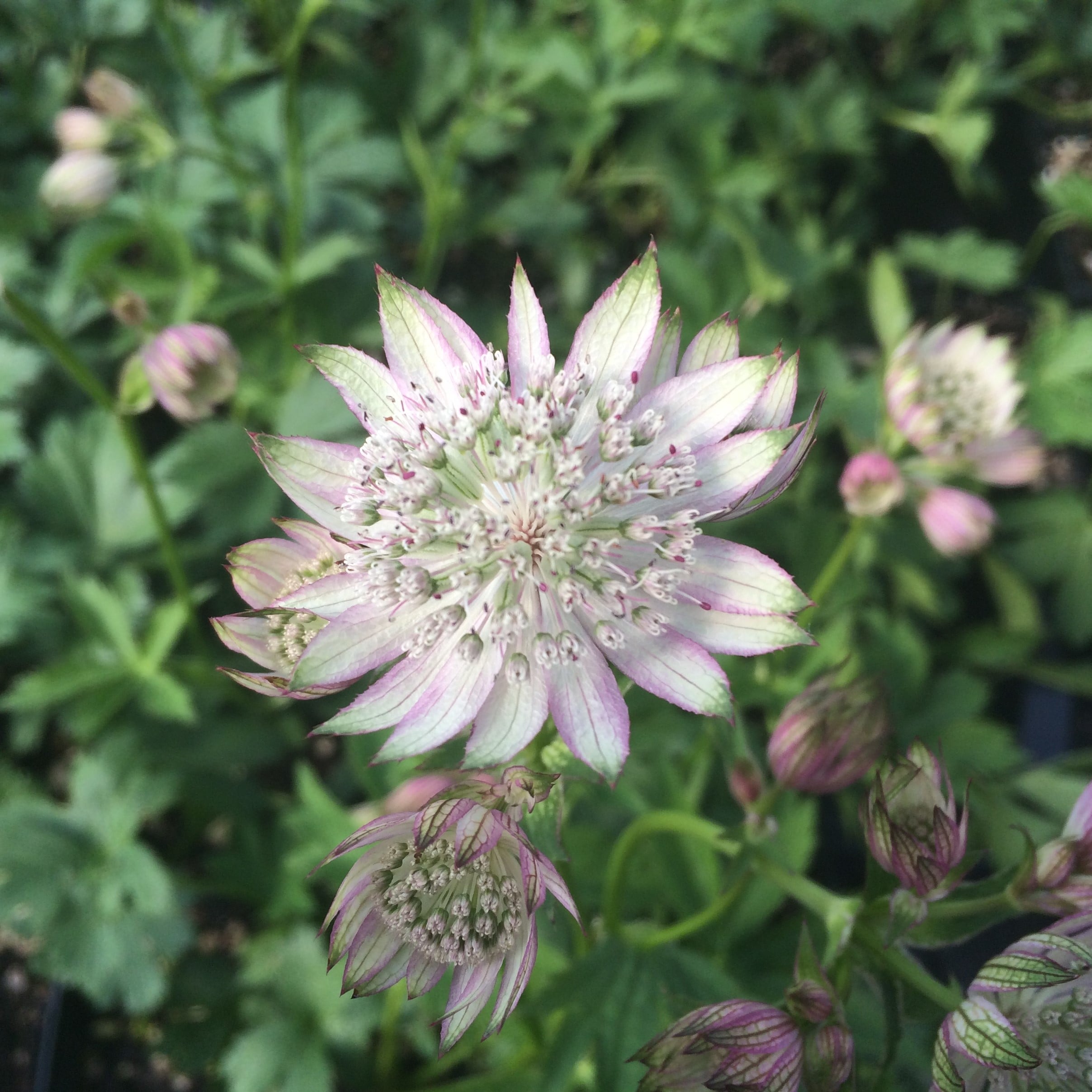 Astrantia major 'Star of Beauty' - Masterwort USPP (4.5" Pot) | Little  Prince of Oregon Nursery