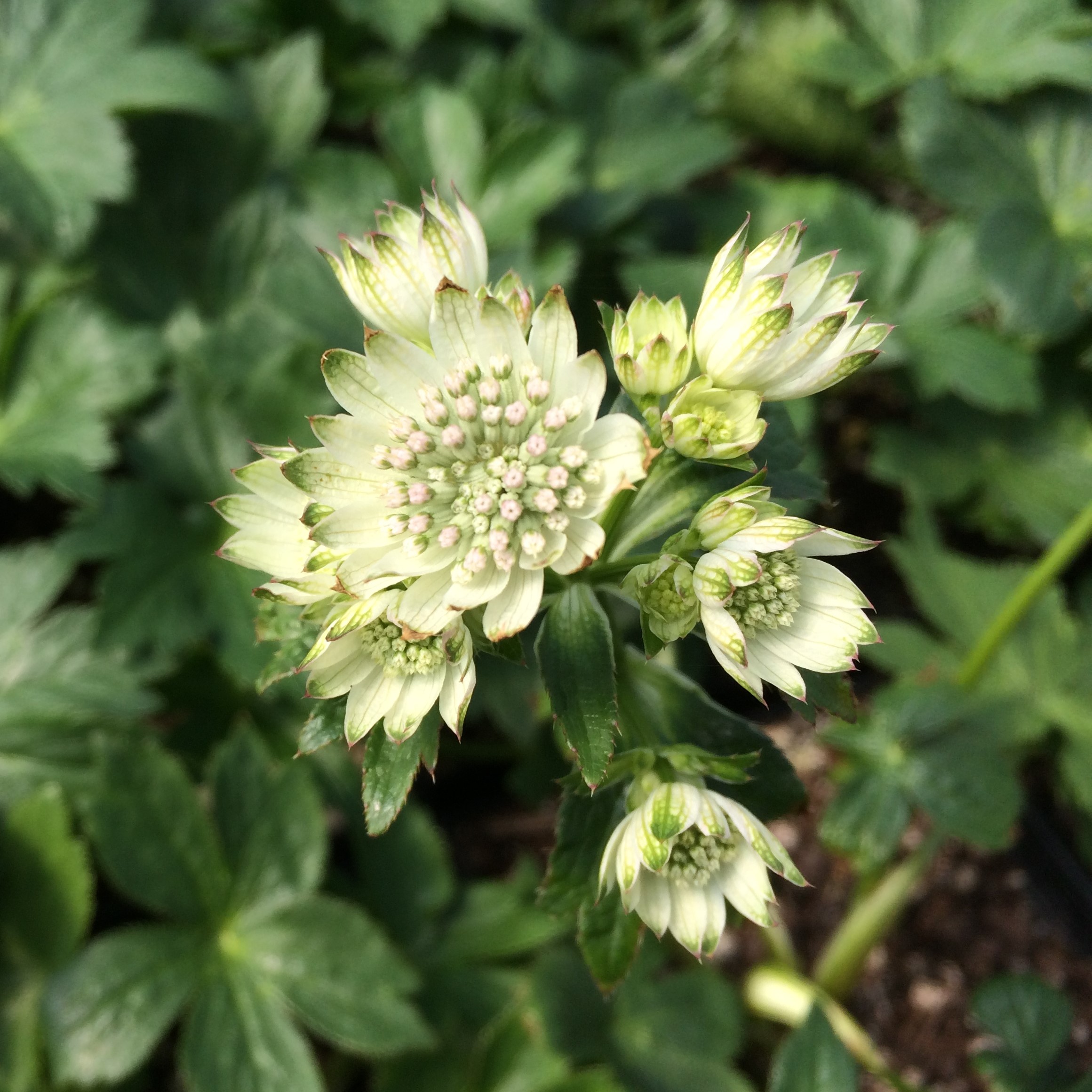Astrantia major 'Star of Billion' - Masterwort PP #20,352 (4.5" Pot) - Image 3
