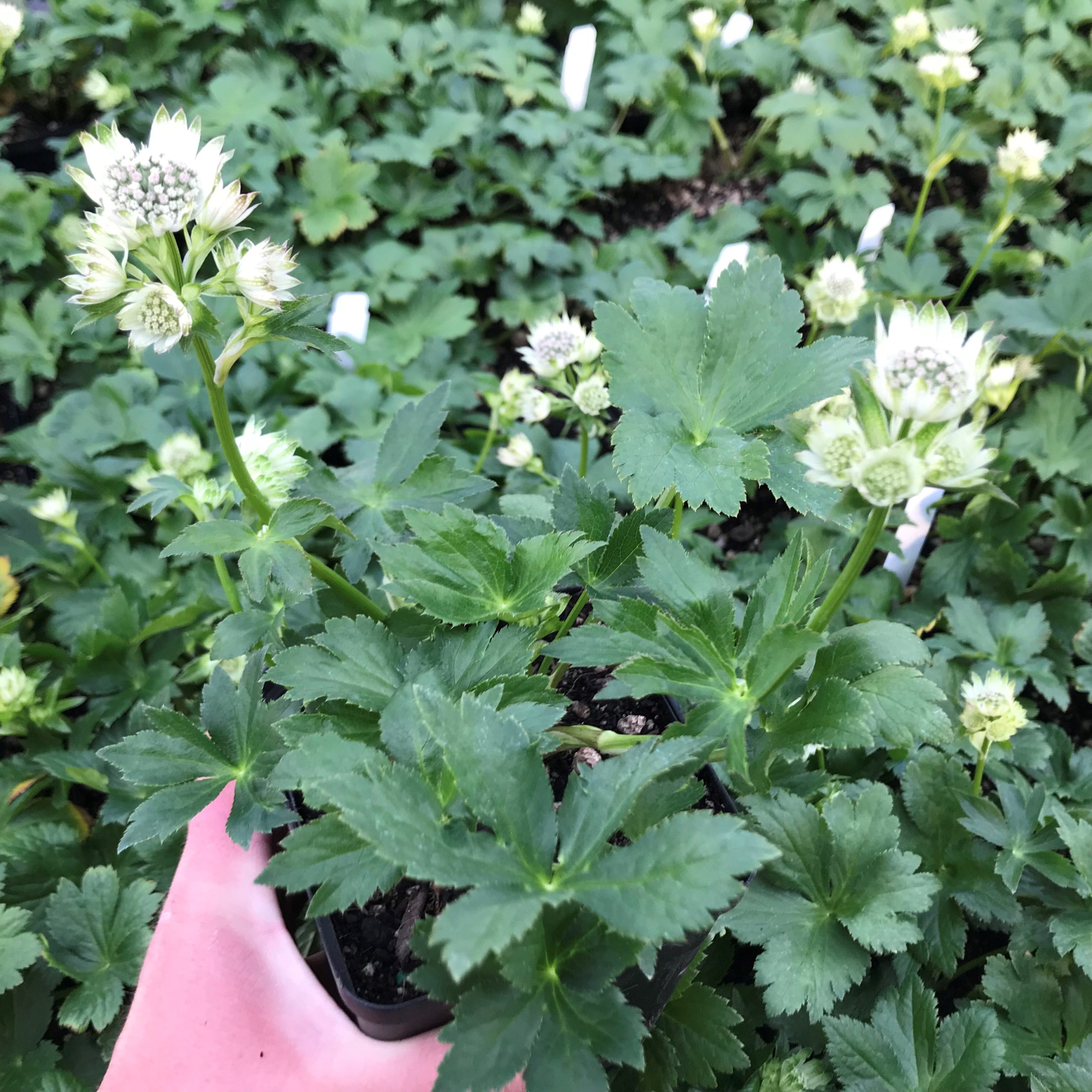 Astrantia major 'Star of Billion' - Masterwort PP #20,352 (4.5" Pot) - Image 2