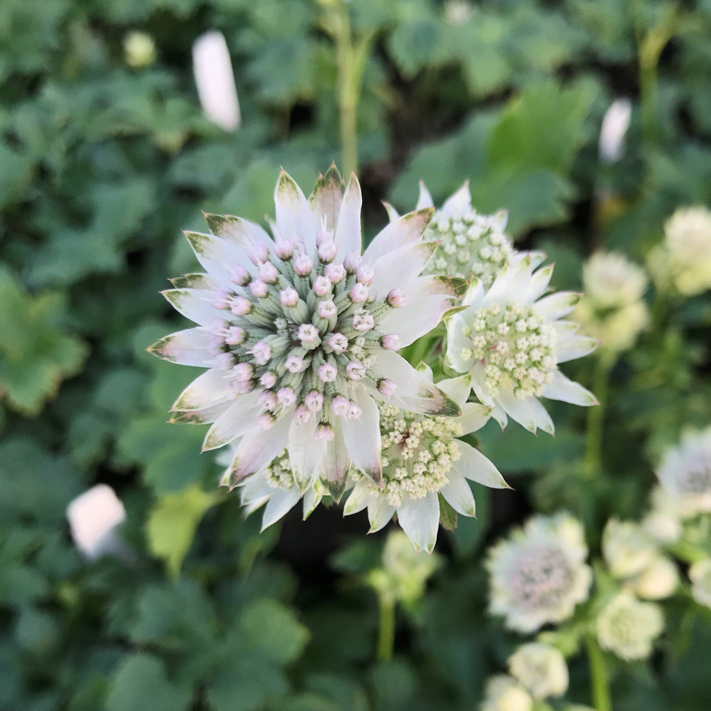 Astrantia major 'Star of Billion' - Masterwort PP #20,352 (4.5" Pot)