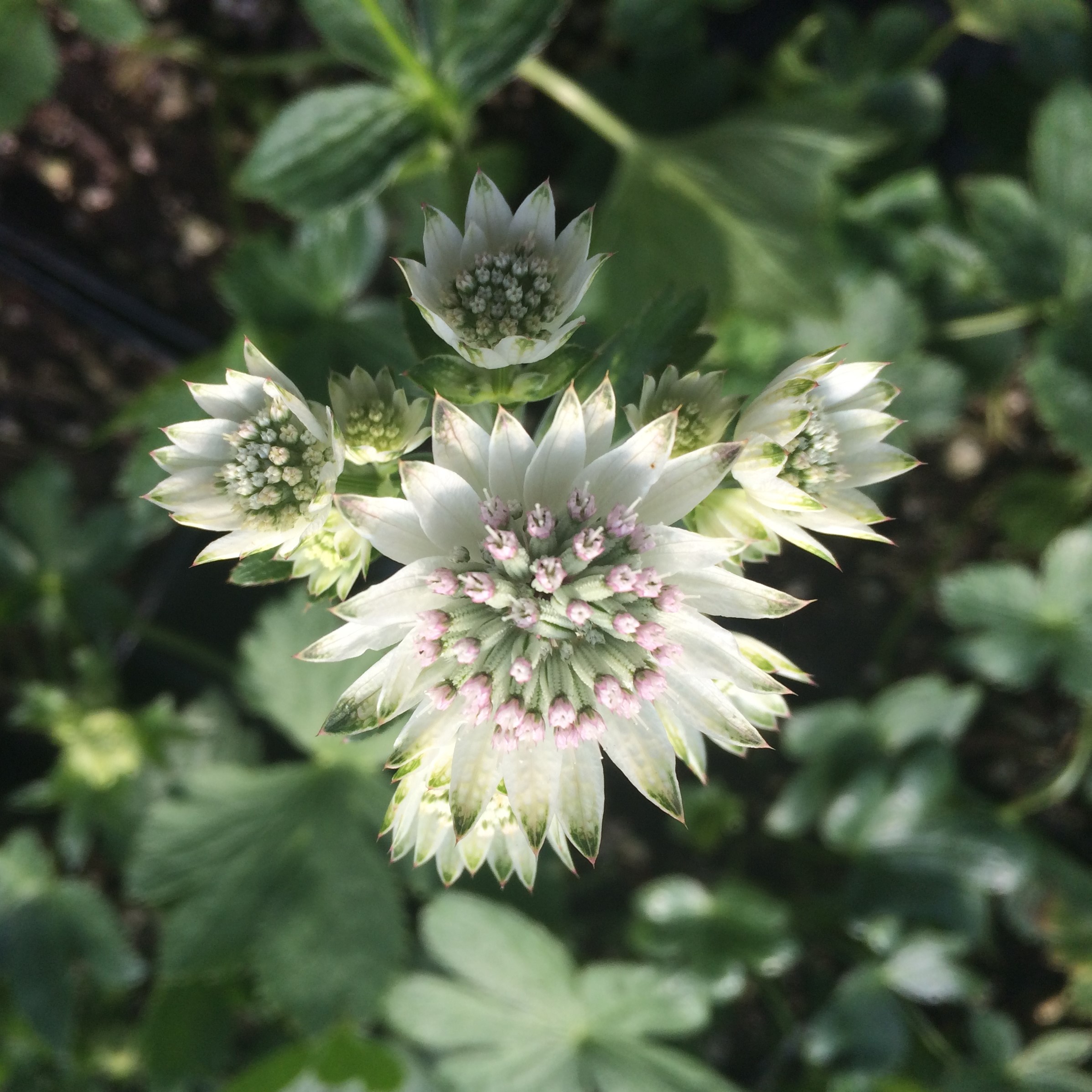 Astrantia major 'Star of Billion' - Masterwort PP #20,352 (4.5" Pot) - Image 4