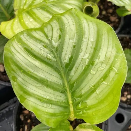 ikea goldfruchtpalme Goldfruchtpalme (Areca) XXL-Gre kaufen
