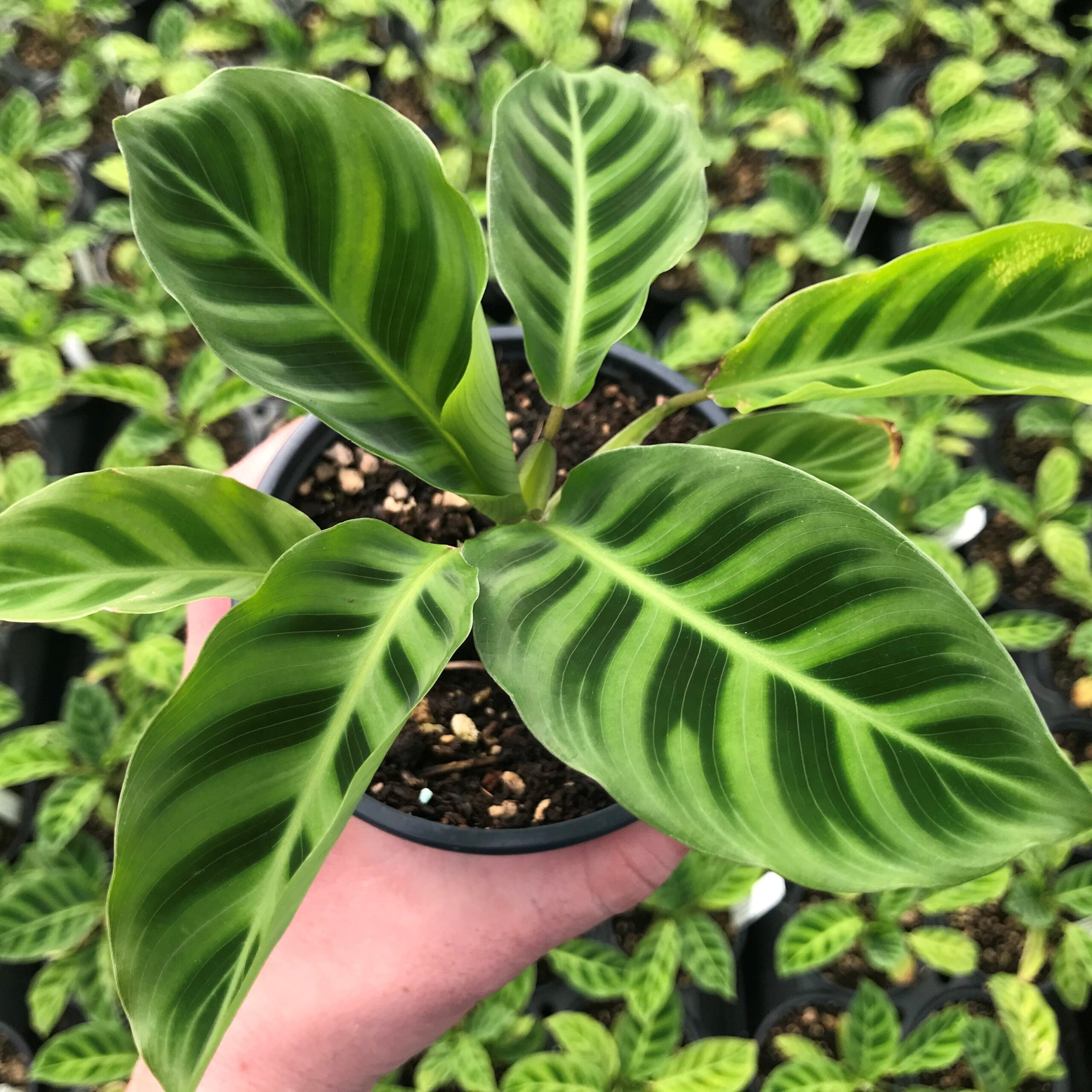 Calathea zebrina - Zebra Plant (4.5" Pot) | Little Prince of Oregon Nursery