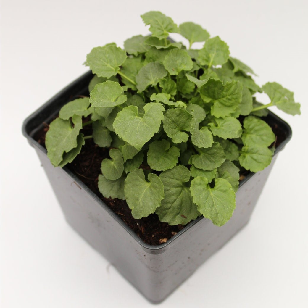 Campanula carpatica 'Pearl White' - Carpathian Bellflower (4" Pot) - Image 4