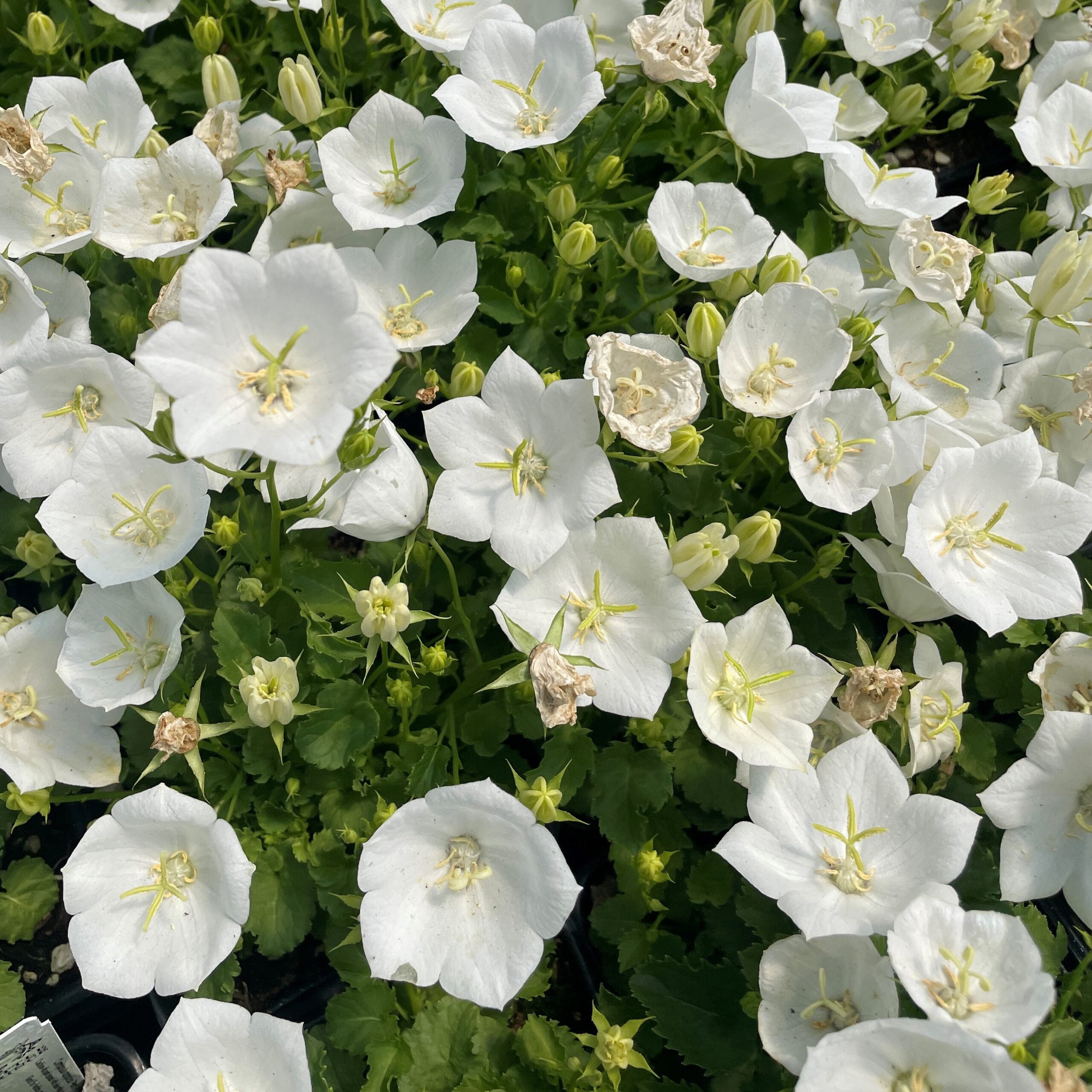 Campanula carpatica 'Pearl White' - Carpathian Bellflower (4" Pot) - Image 2