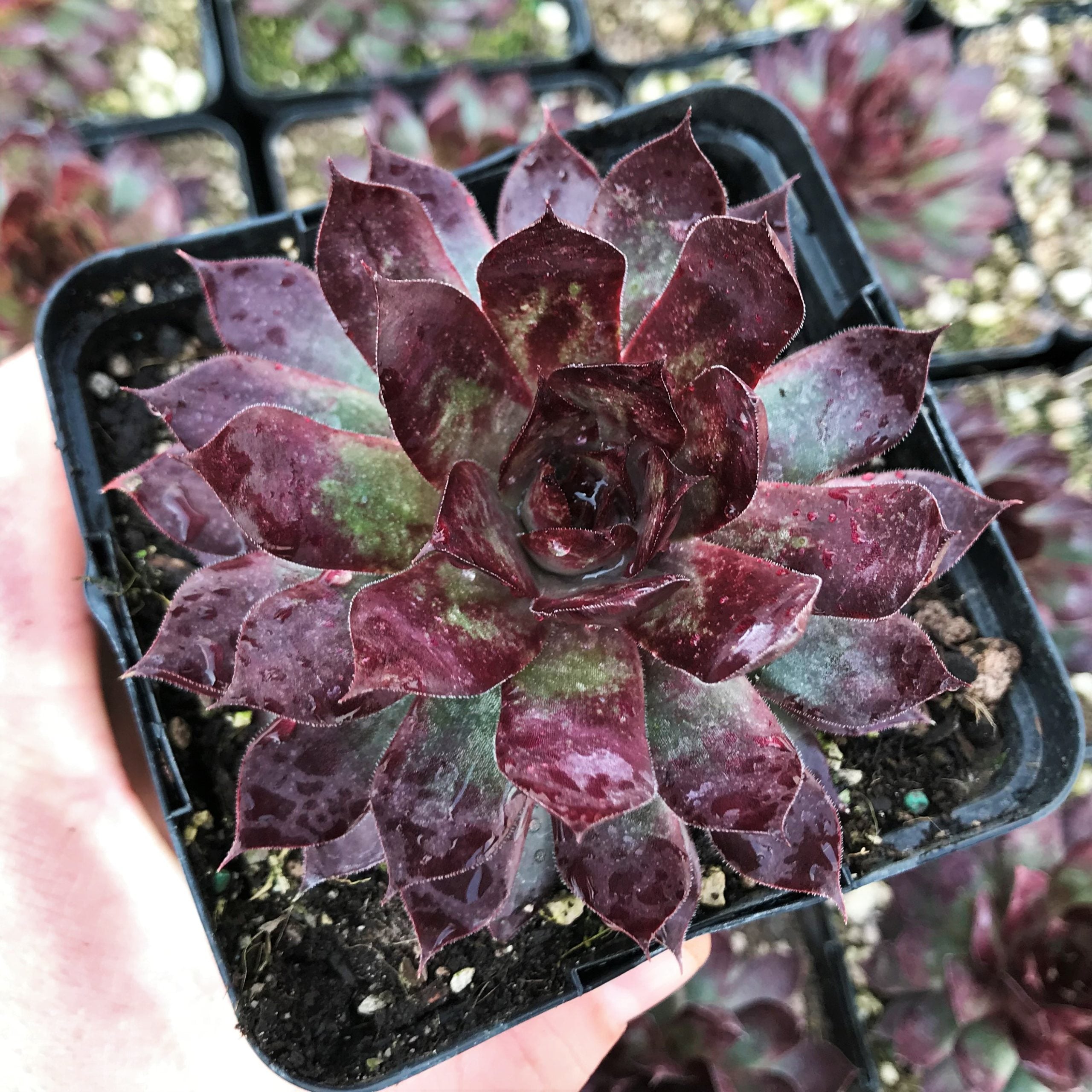 Sempervivum Chick Charms® Autumn Apple™ (3.5" Pot) - Image 3