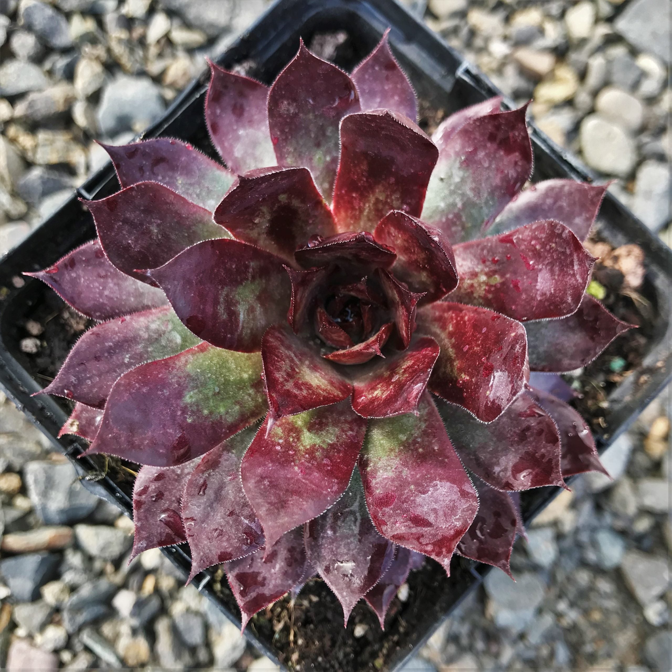 Sempervivum Chick Charms® Autumn Apple™ (3.5" Pot) - Image 2