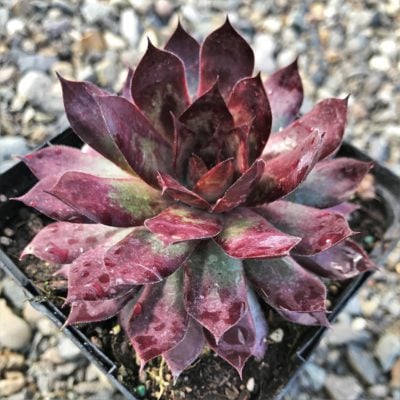 Sempervivum Chick Charms® Autumn Apple™ (3.5" Pot)
