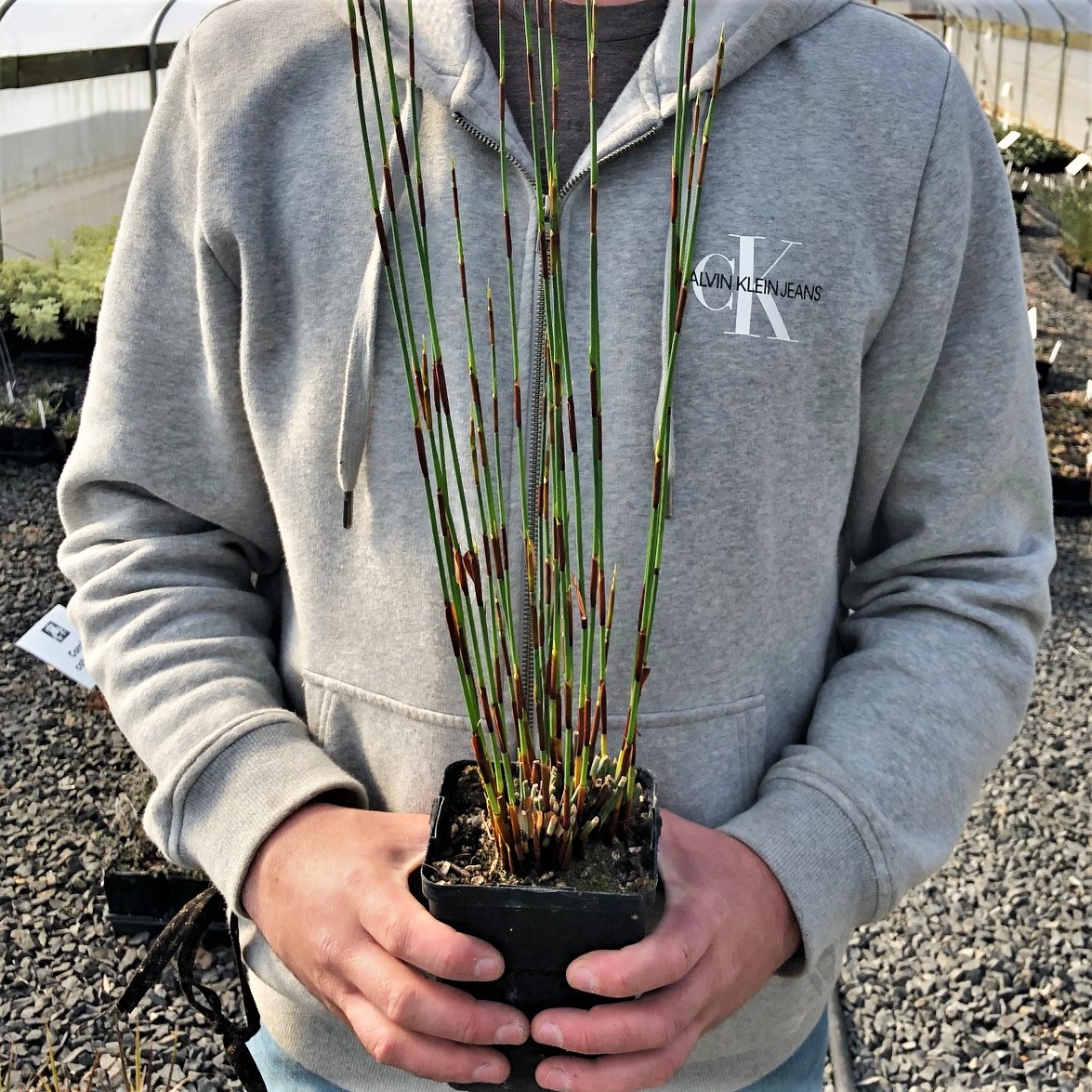 Chondropetalum tectorum - Cape Rush (4.5" Pot) - Image 3